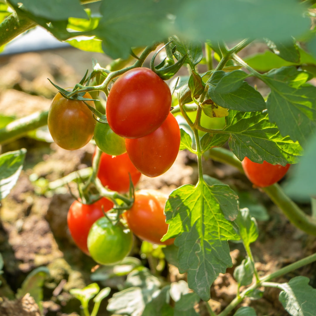 Roma Tomato Seed - Classic Sauce & Paste Tomato MissFlowery