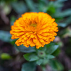 Marigold Seeds Bulk Mix - 5600+𝗡𝗢𝗡-𝗚𝗠𝗢,𝗨𝗦𝗔 Crackerjack Marigold Flower Seeds for Planting Outdoors -Flowers Seed for Companion Planting -Wildflower African Marigold(Tagetes erecta) MissFlowery