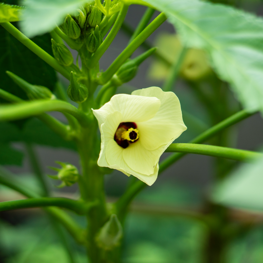 𝗨𝗦𝗔 𝗣𝗥𝗘𝗠𝗜𝗨𝗠 Okra Seeds 𝗡𝗢𝗡-𝗚𝗠𝗢 Heirloom Vegetable Seeds for Planting Easy to Grow Outdoor Summer Garden High Germination Rate MissFlowery