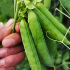 MissFlowery Nature Select Pea Organic Seeds - 100 Sugar Snap Pea Seeds for Spring Gardening Fresh Produce Needs Organic Quality MissFlowery