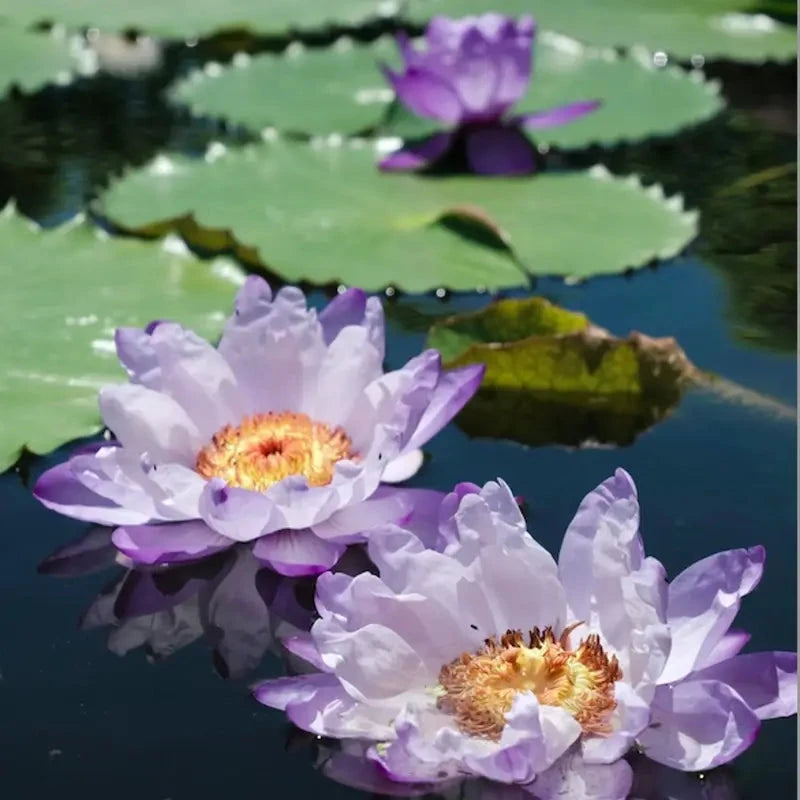 60Seeds Bowl Lotus & Bonsai Lotus, Indoor & Outdoor,Pre-Sprouted Mixed Color Bonsai Lotus, Water Lily Seeds for Home Ornamentation, includes Planting Guide, Easy Growth with Minimal Care,Seeds for Spring Garden,Flower Seeds,Easy to Grow MissFlowery