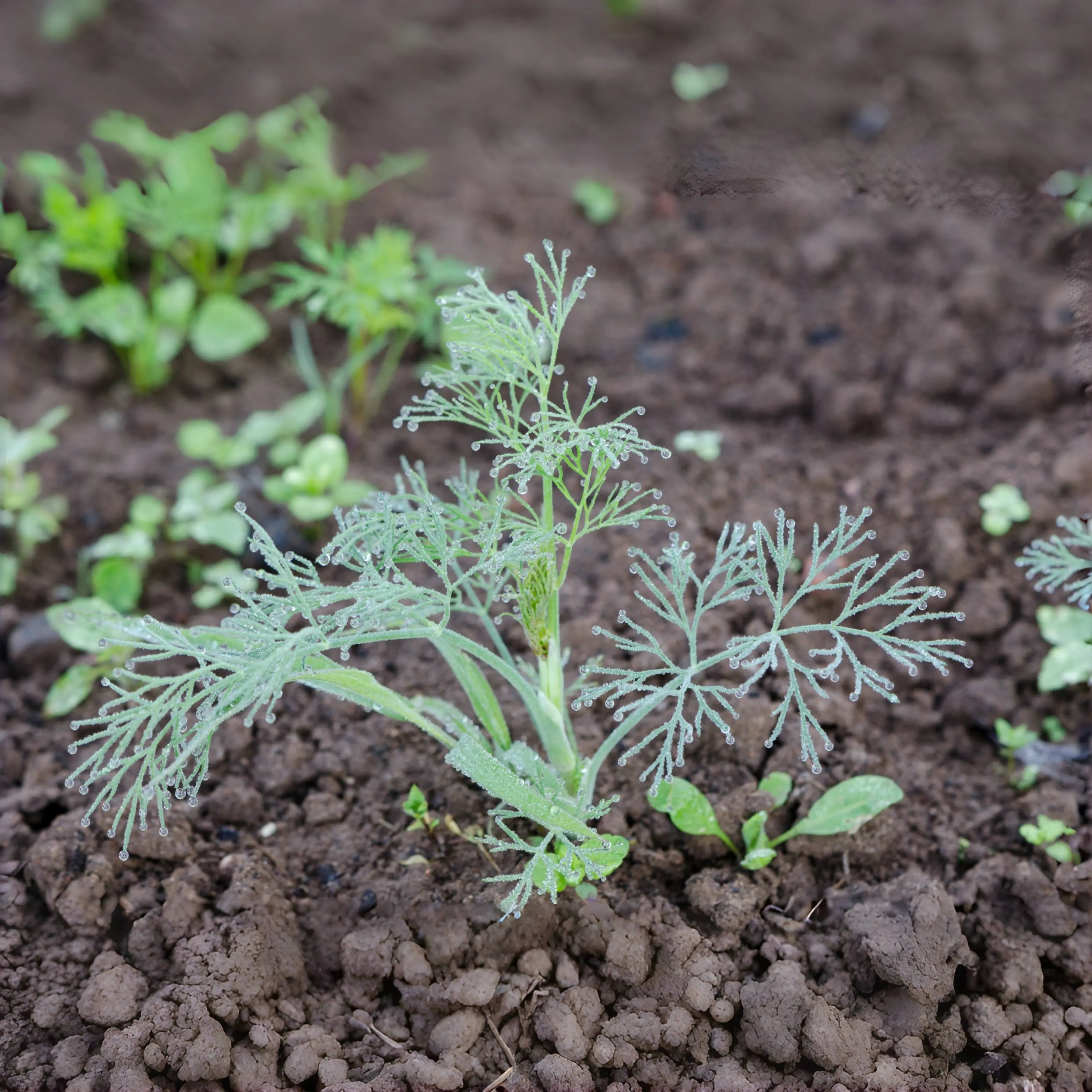 Dill Seeds Non-GMO Heirloom Herb Seeds for Planting Indoors or Outdoors, High Germination, Ideal for Herb Gardens, Pots, and Cooking Flavorful Dishes MissFlowery