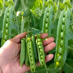 MissFlowery Nature Select Pea Organic Seeds - 100 Sugar Snap Pea Seeds for Spring Gardening Fresh Produce Needs Organic Quality MissFlowery