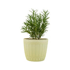 Rosemary Seeds Pack - 300 High Germinating 𝗡𝗢𝗡-𝗚𝗠𝗢, 𝗨𝗦𝗔-𝗦𝗢𝗨𝗥𝗖𝗘𝗗 Heirloom Herb Seeds for Planting in Indoor or Outdoor Herb Gardens (Salvia rosmarinus) MissFlowery