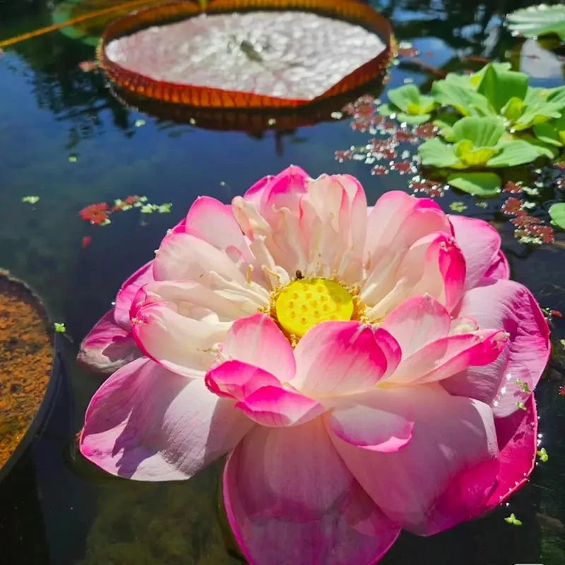 60Seeds Bowl Lotus & Bonsai Lotus, Indoor & Outdoor,Pre-Sprouted Mixed Color Bonsai Lotus, Water Lily Seeds for Home Ornamentation, includes Planting Guide, Easy Growth with Minimal Care,Seeds for Spring Garden,Flower Seeds,Easy to Grow MissFlowery