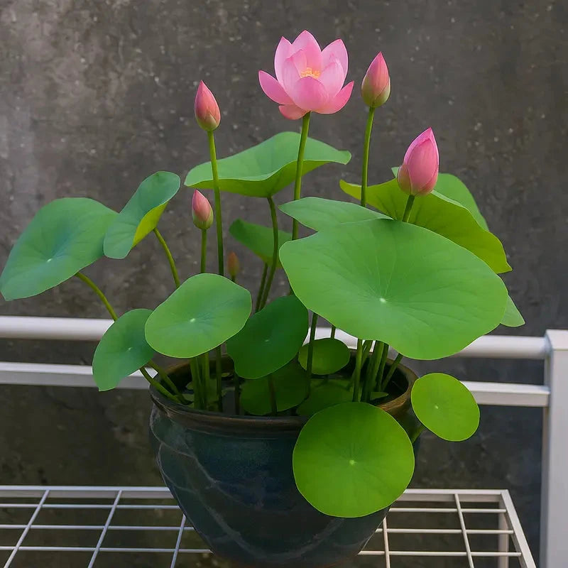 20 Seeds Bowl Lotus & Bonsai Lotus, Indoor & Outdoor,Pre-Sprouted Mixed Color Bonsai Lotus, Water Lily Seeds for Home Ornamentation, includes Planting Guide, Easy Growth with Minimal Care,Seeds for Spring Garden,Flower Seeds,Easy to Grow MissFlowery