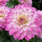 100 Dahlia Seeds, High Germination Rate Grow, Likes Fertile Soil, Drought Poverty Resistant, Full Flower Shape, Attracts Pollinating Insects, Easy to Plant, Suitable for Courtyards and Gardens MissFlowery
