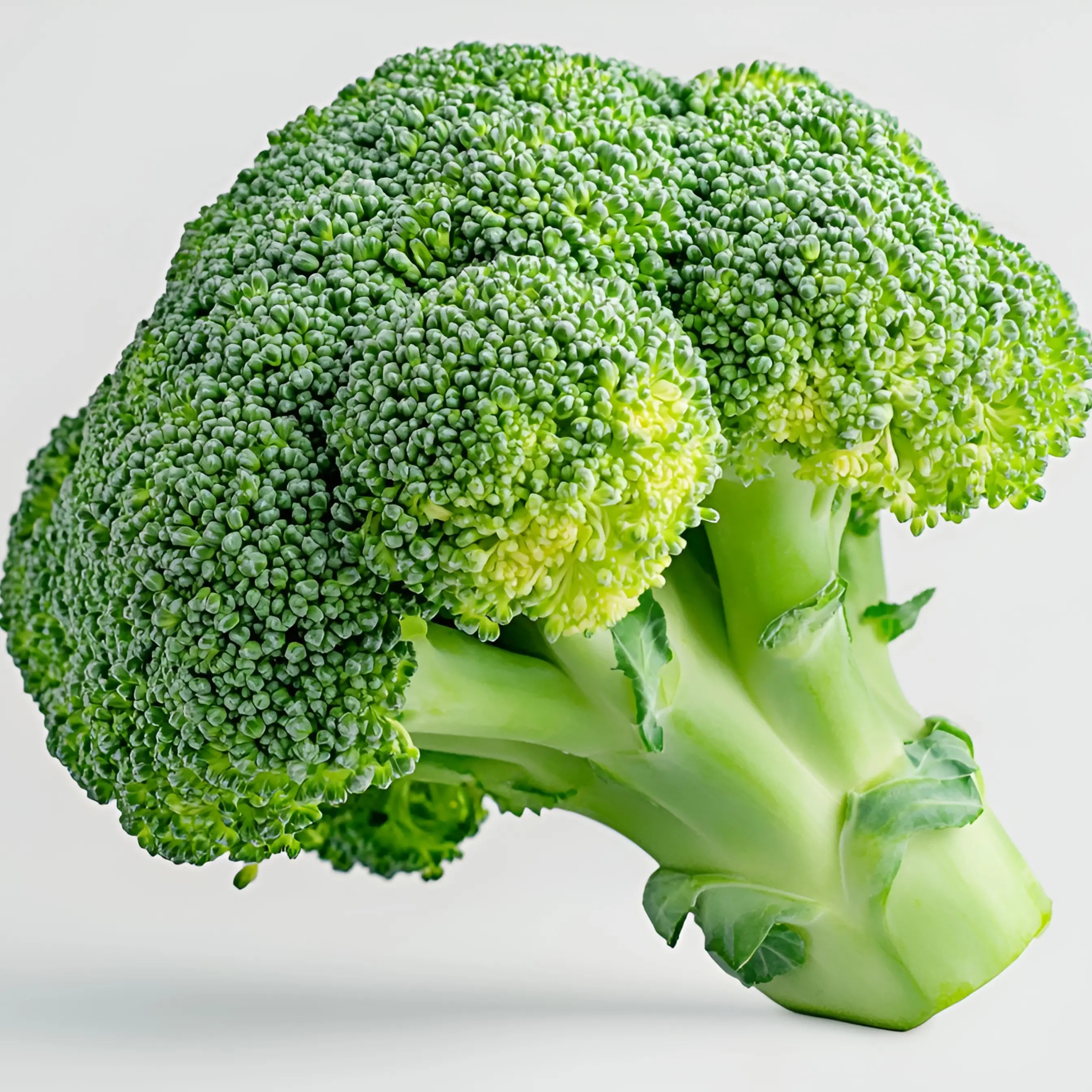 Miss Flowery No GMO Organic Broccoli Seed Variety 2 Grams for Spring Winter & Fall Gardening Non-GMO Broccoli Seeds for Natural Planting MissFlowery