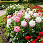 100 Dahlia Seeds, High Germination Rate Grow, Likes Fertile Soil, Drought Poverty Resistant, Full Flower Shape, Attracts Pollinating Insects, Easy to Plant, Suitable for Courtyards and Gardens MissFlowery