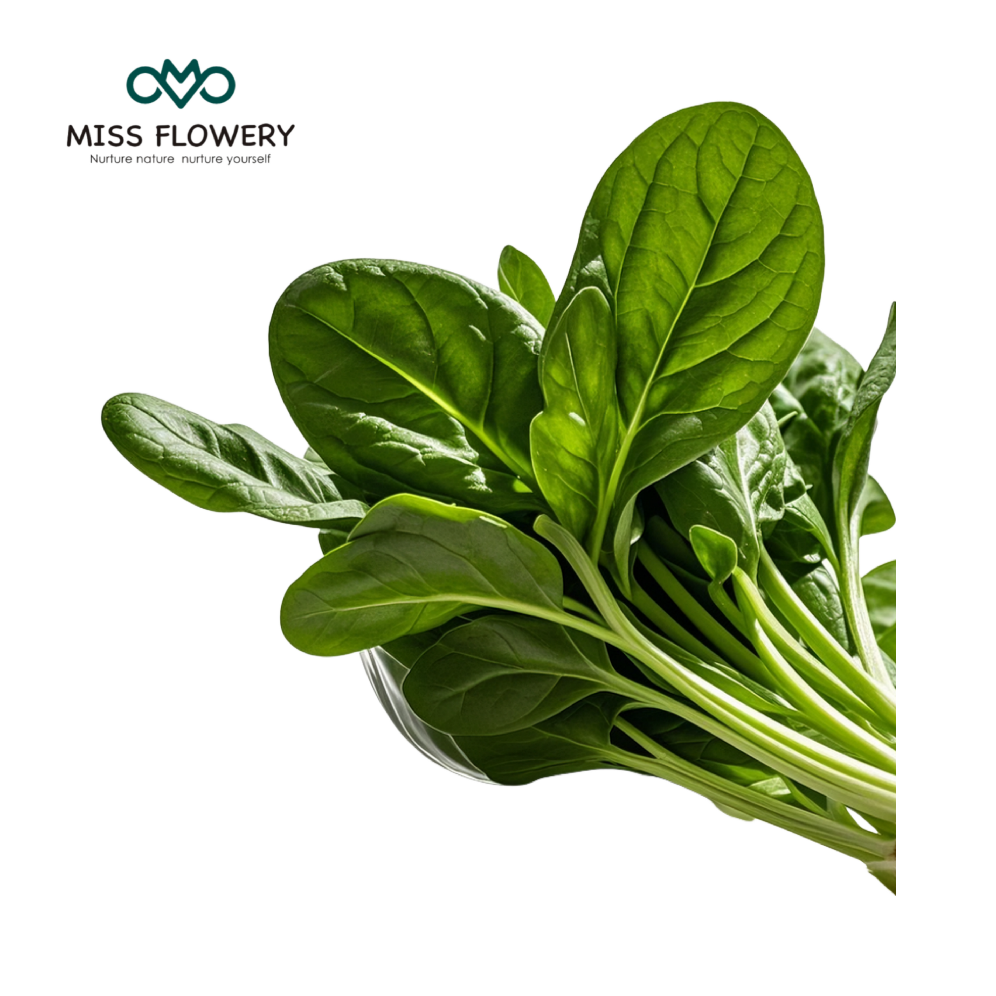 Spinach Seeds  – 704 High Germination 𝗡𝗢𝗡-𝗚𝗠𝗢 𝗨𝗦𝗔 Heirloom Spinach Seeds for Planting – Leafy Green Lettuce – for Home Gardens MissFlowery