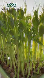 MissFlowery Nature Select Pea Organic Seeds - 100 Sugar Snap Pea Seeds for Spring Gardening Fresh Produce Needs Organic Quality