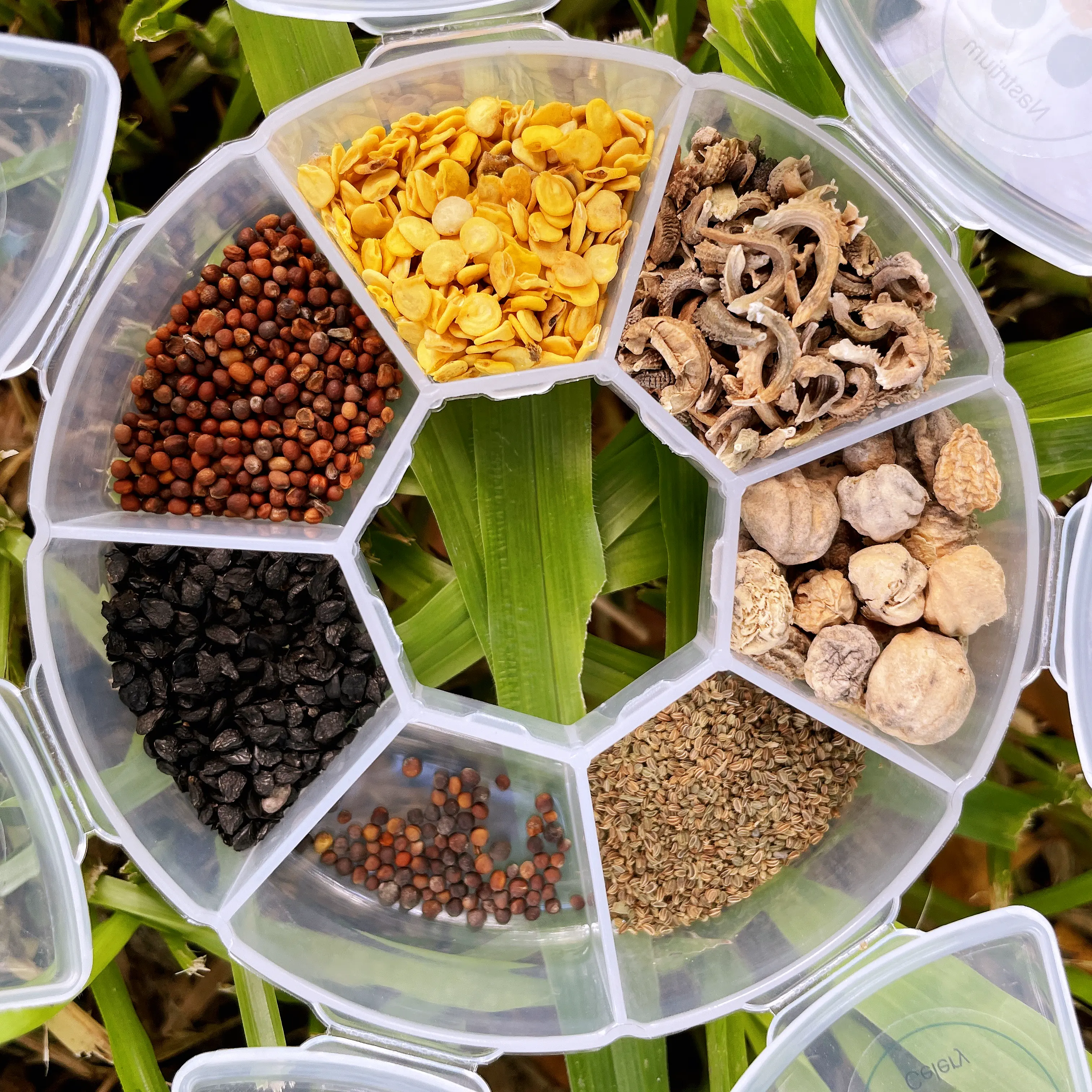 MissFlowery Winter Planting Gift Box – 7 Easy-to-Grow Seeds for Beginners | Vegetables, Herbs & Flowers MissFlowery